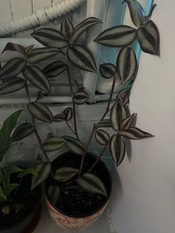 Tradescantian zebrana