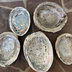 Lot 5- Natural Real abalone shell large seashell specimen dish Assorted Ocean Shells Vintage Beach  Coastal Decor Collectible Estate Find Dish 
