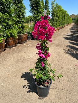 Bougainville staked