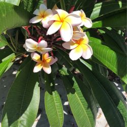 Plumerias 
