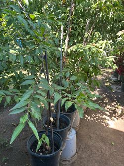 Capulines Trees