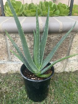 Organic ALOE VERA plant, healthy and green