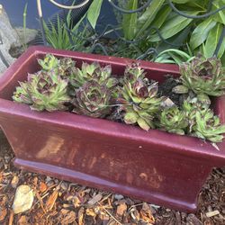 Flower Pot With Succulents $15