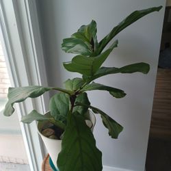 Fiddle Leaf Fig House Plant