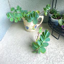 Kalanchoe Marnieriana Plant 