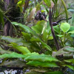 Aquarium Plants $5 Each