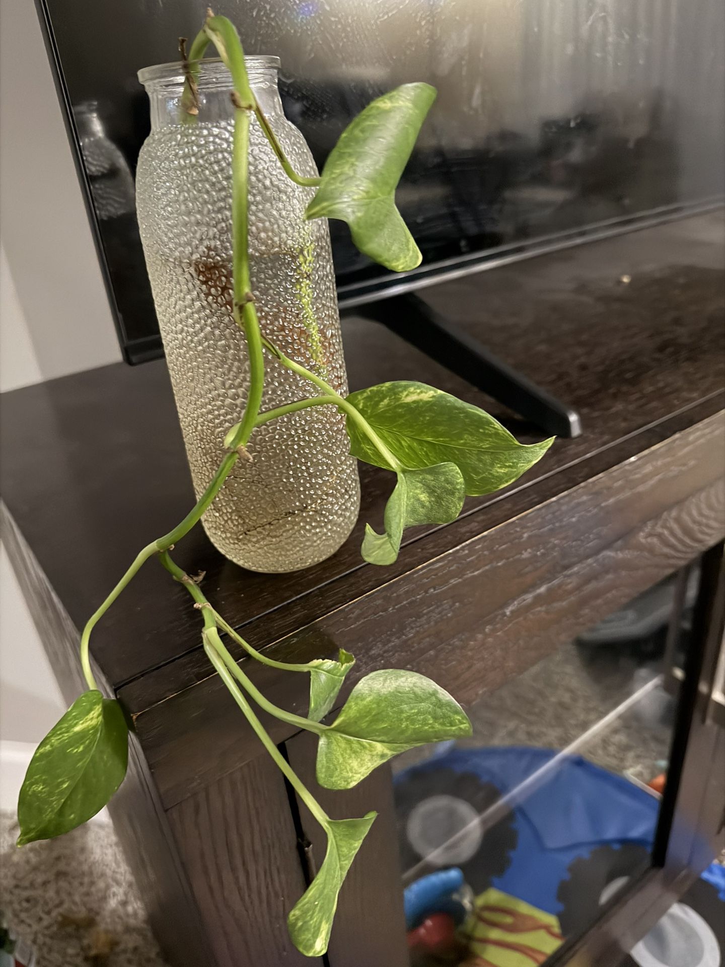 Pothos Plant
