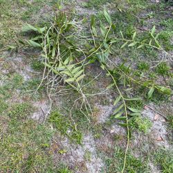 Beautiful wild orchids a dollar per plant. I have a bunch.