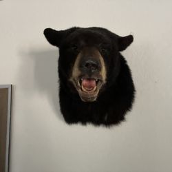 Taxidermy Items For Sale