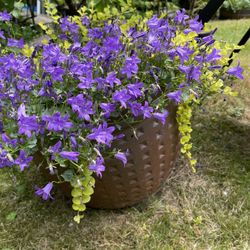 Serbian Bellflower , Campanula, Perennial Plant. Please See All Pics.