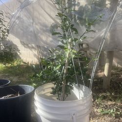 Orange tree
