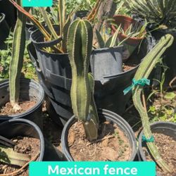 Mexican Fence Post Cactus
