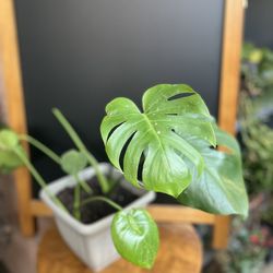 HERMOSAS PLANTAS NATURALES “MONSTERA DELICIOSA PLANT 