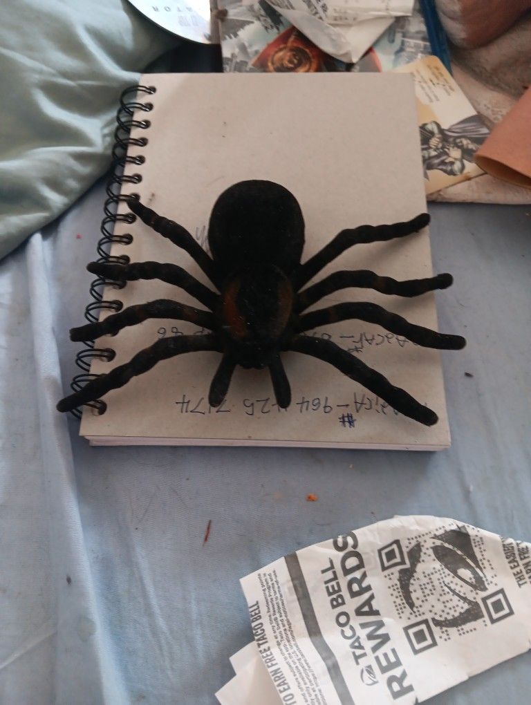 Spider 