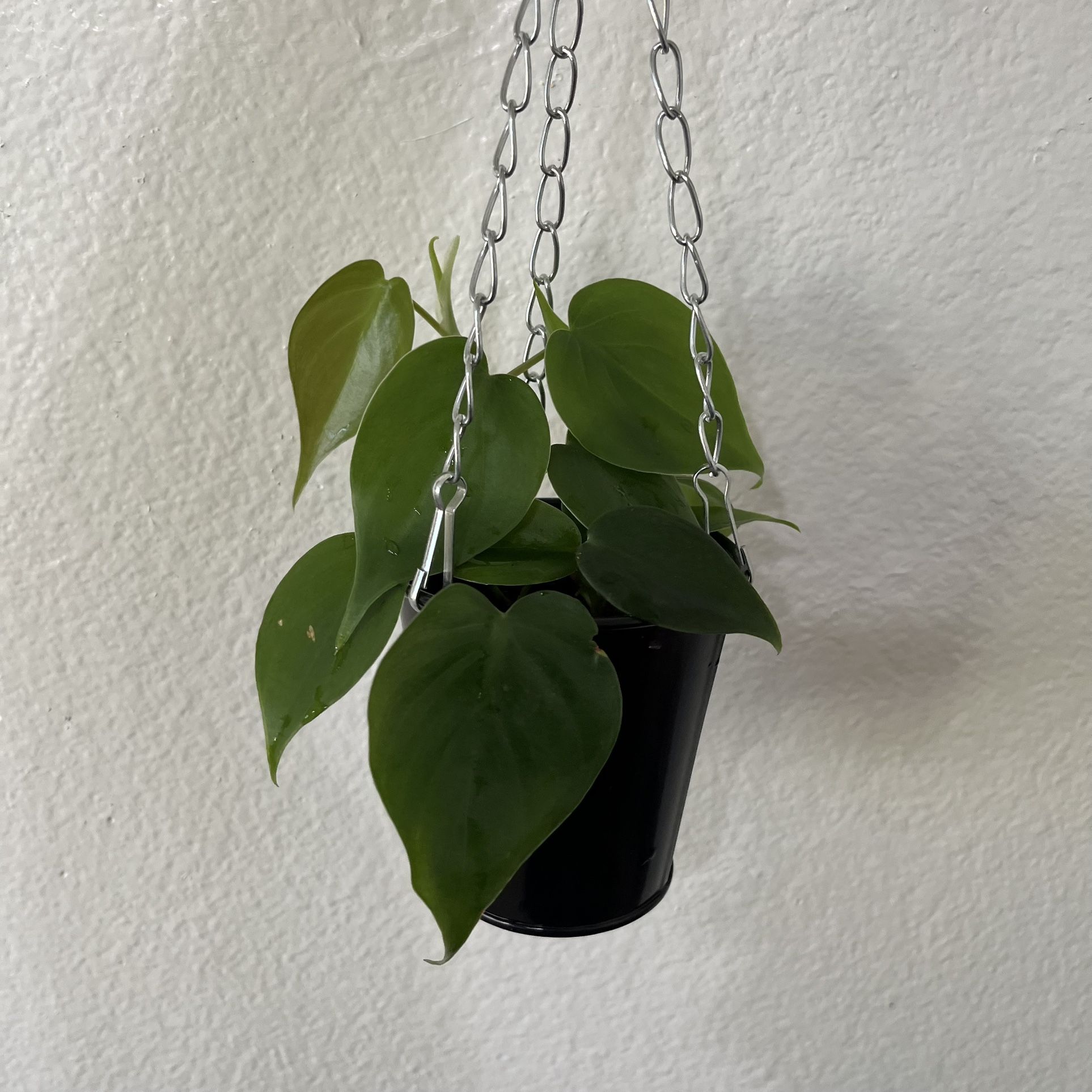 Heartleaf Philodendron