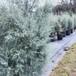 Blue Sapphire 8 Ft Tall Delivered