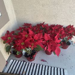 FREE Poinsettias - There Are 27