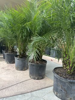 Pigmy Dates Palms Trees 