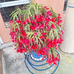 Christmas Cactus Succulent Cuttings