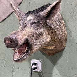 Wild Boar Just Mounted For Sale 