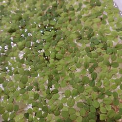Salvinia Minima/ Water Spangles