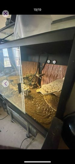 Two Young  Dragons MALE & FEMALE 