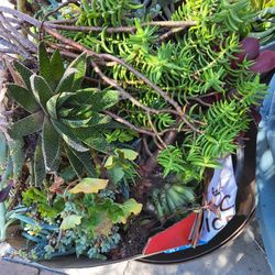 Beautiful Box Of Succulents, Various Types, Starters  For Your Succulent Garden, Easy To Plant.