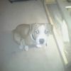 Elvis