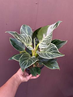 6” birkin philodendron