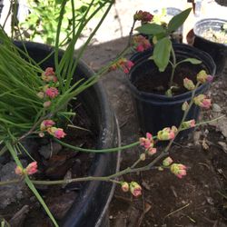 Beautiful Blueberry Tree With Blooming Flowers 