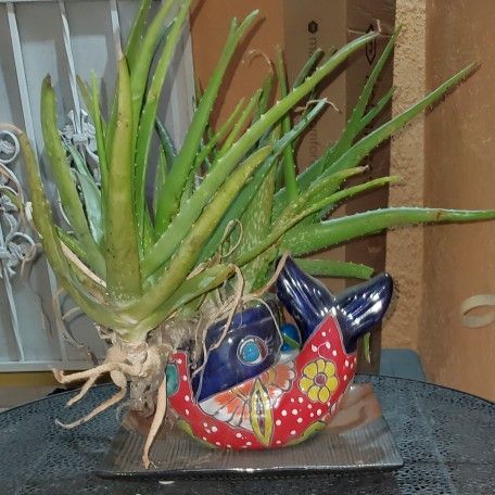 Aloe Vera plant In a Fish pottery