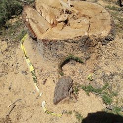 Stump Grinding
