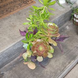 Succulent 
