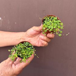 2” strings of frogs 