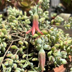 Cotyledon Pendens Succulent W/lots Of Flowers 