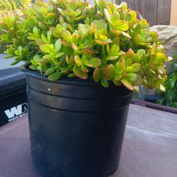 Jade Plants 