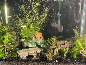 65 Gallon Fish Tank With Stand. for Sale in Dallas, TX - OfferUp