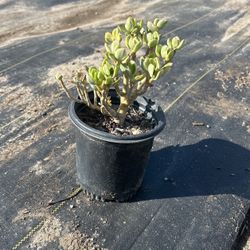 Succulent Plants