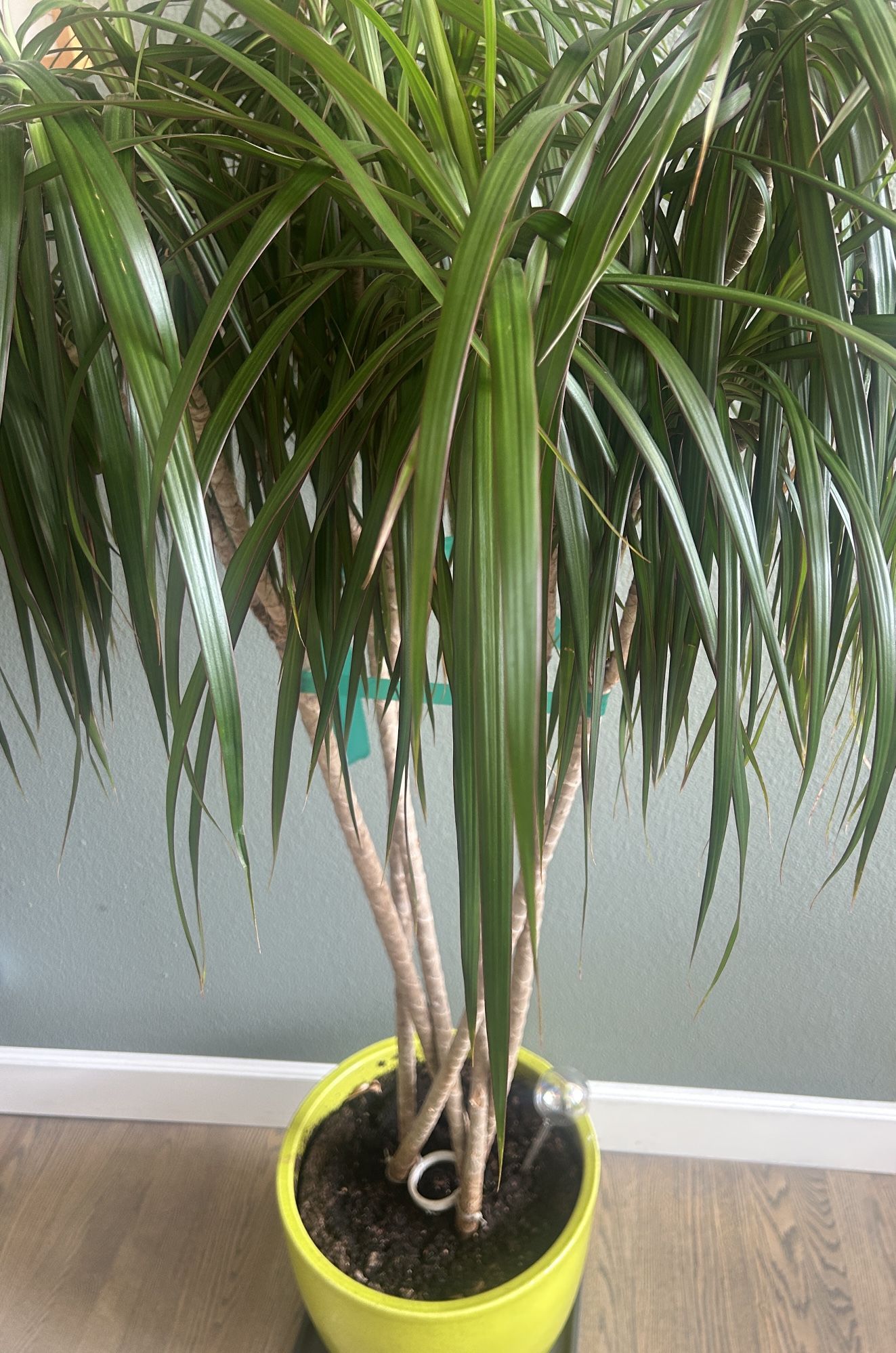 Indoor Plant 