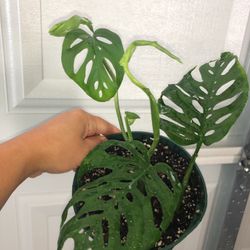 Swiss Cheese Monstera In 6” Pot