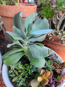 large kalanchoe succulent