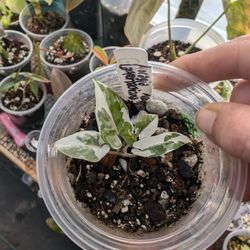 Rare Alocasias