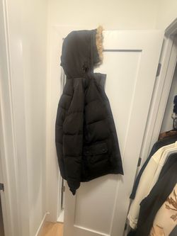 Canada goose