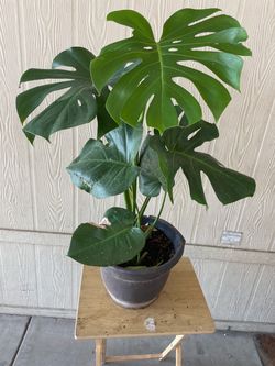 Mosterra natural $$30