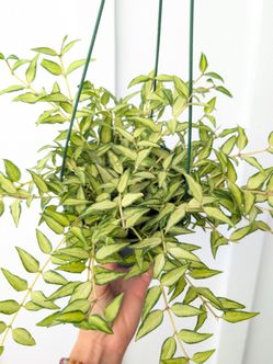 Hoya Bella Luis Bois Inner Variegated Plant 6" Pot - Indoor House Plants