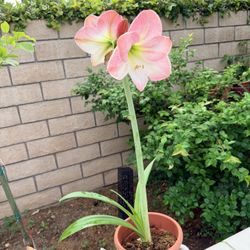 amaryllis Plant With Pot