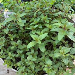 Menta Plant