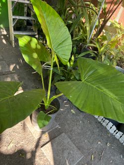 Hoja elegante