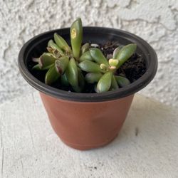 4 Inch Pot of Succulent Plant - Anacampseros Telephiastrum - Sunrise Rose Variegated - Rooted & Established Plant - Drought Resistant - 🪴