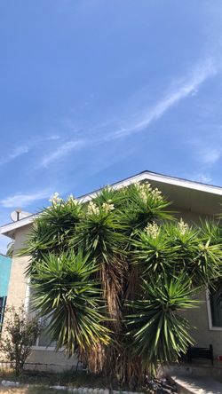 Peak bloom Yucca plant